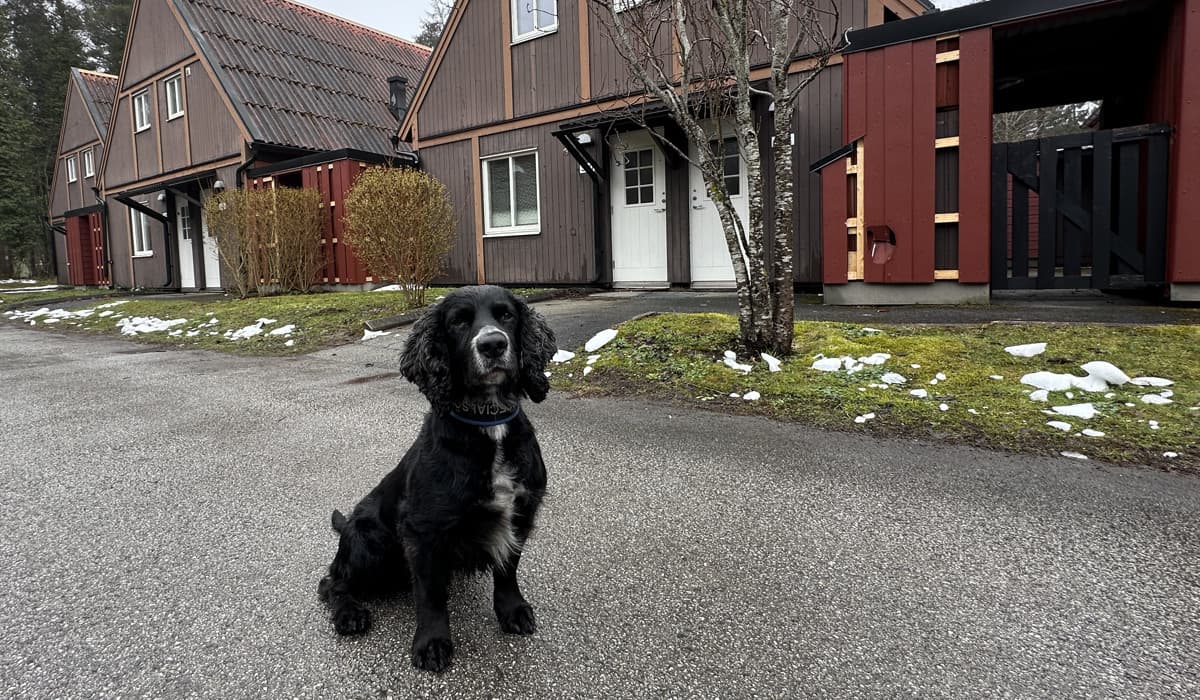 Hunden Toke specialsöker i kvarter Riggen