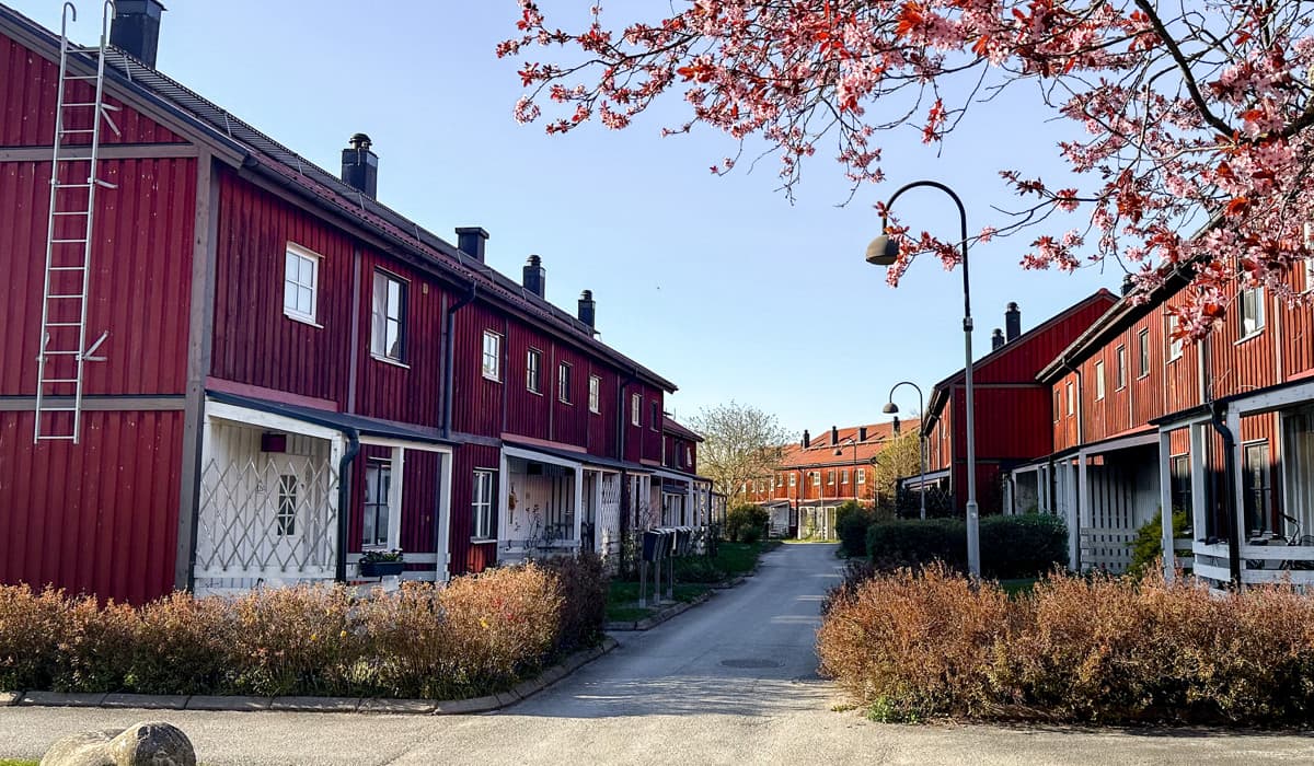 Röda radhus med vita knutar. Klarblå himmel. Körsbärsträd i förgrunden.