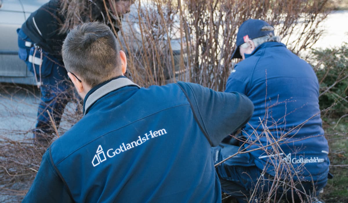 Tre personer med blåa kläder och GotlandsHem loggan på, sitter på huk vid några häckar och klipper. I bakgrunden står en bil parkerad.