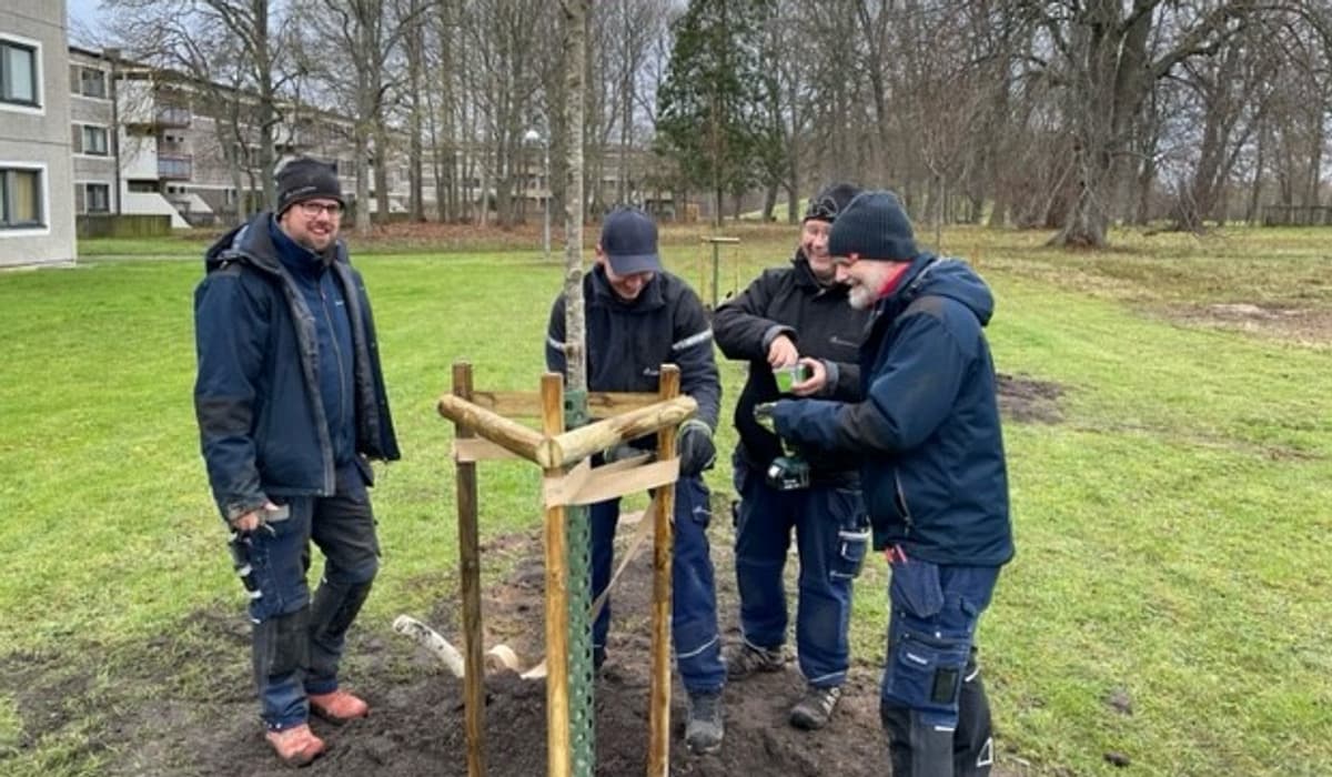 Fyra män i arbetskläder hjälps åt att plantera ett träd