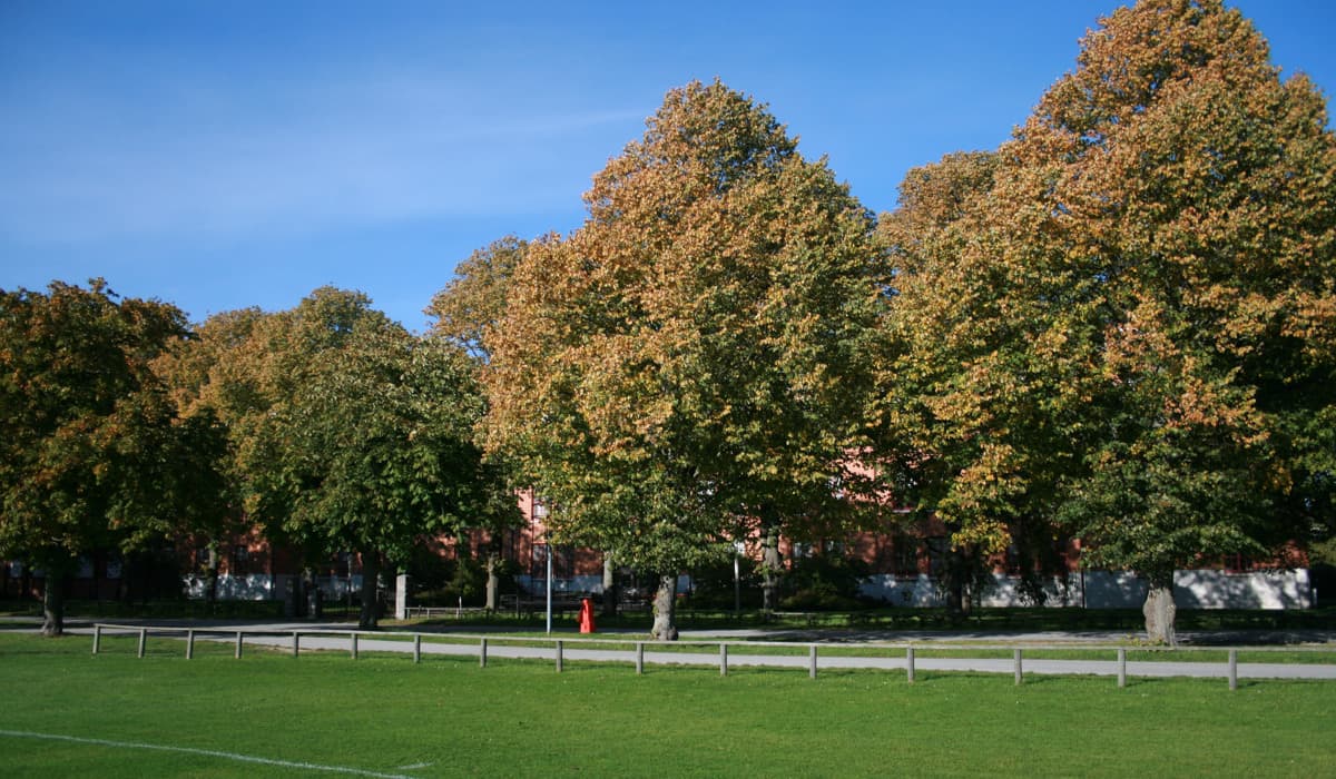 Stora träd framför en tegelbyggnad en klar höstdag. 