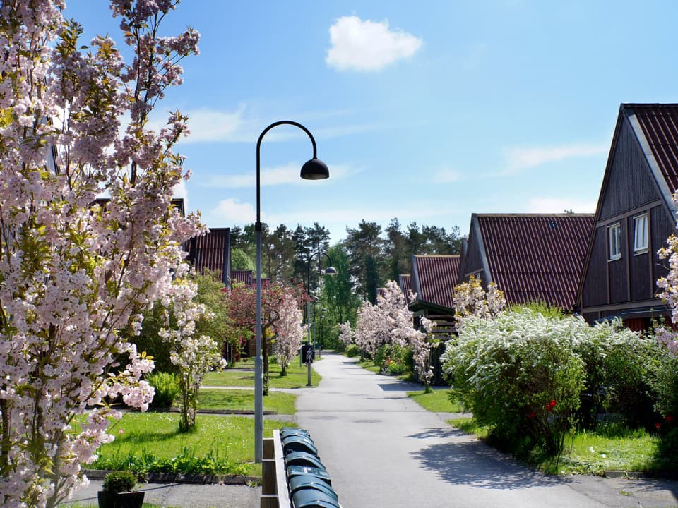 Brunröda hus ligger på rad längst med en smal asfalterad väg. Det är planterade träd med rosa blommor längs med vägen. Himlen är blå med några moln.