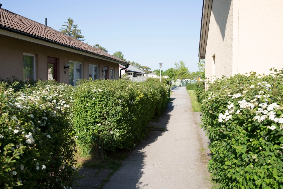 En gångbana mellan två byggnader med vita blommor och gröna häckar.