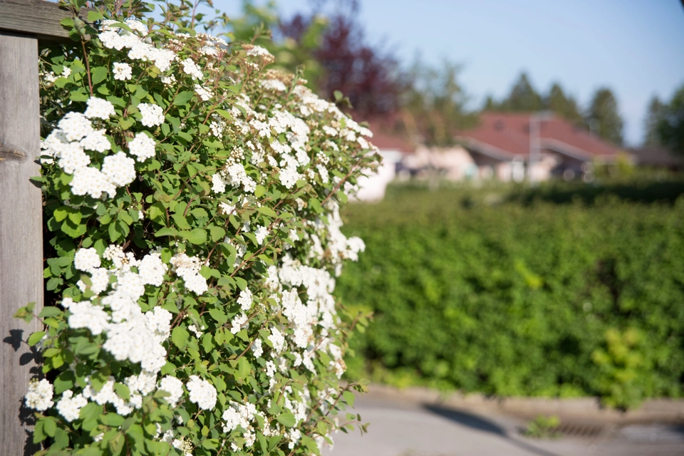 En grön häck med vita blommor. 