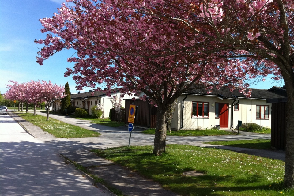 Vita enplanshus med svart tak och röd ytterdörr och fönsterkarmar. Husen ligger längs med en bilväg, mellan väg och hus är det en cykel- och gångväg samt gräsmatta. I förgrunden står ett stort träd med rosa blommor. 